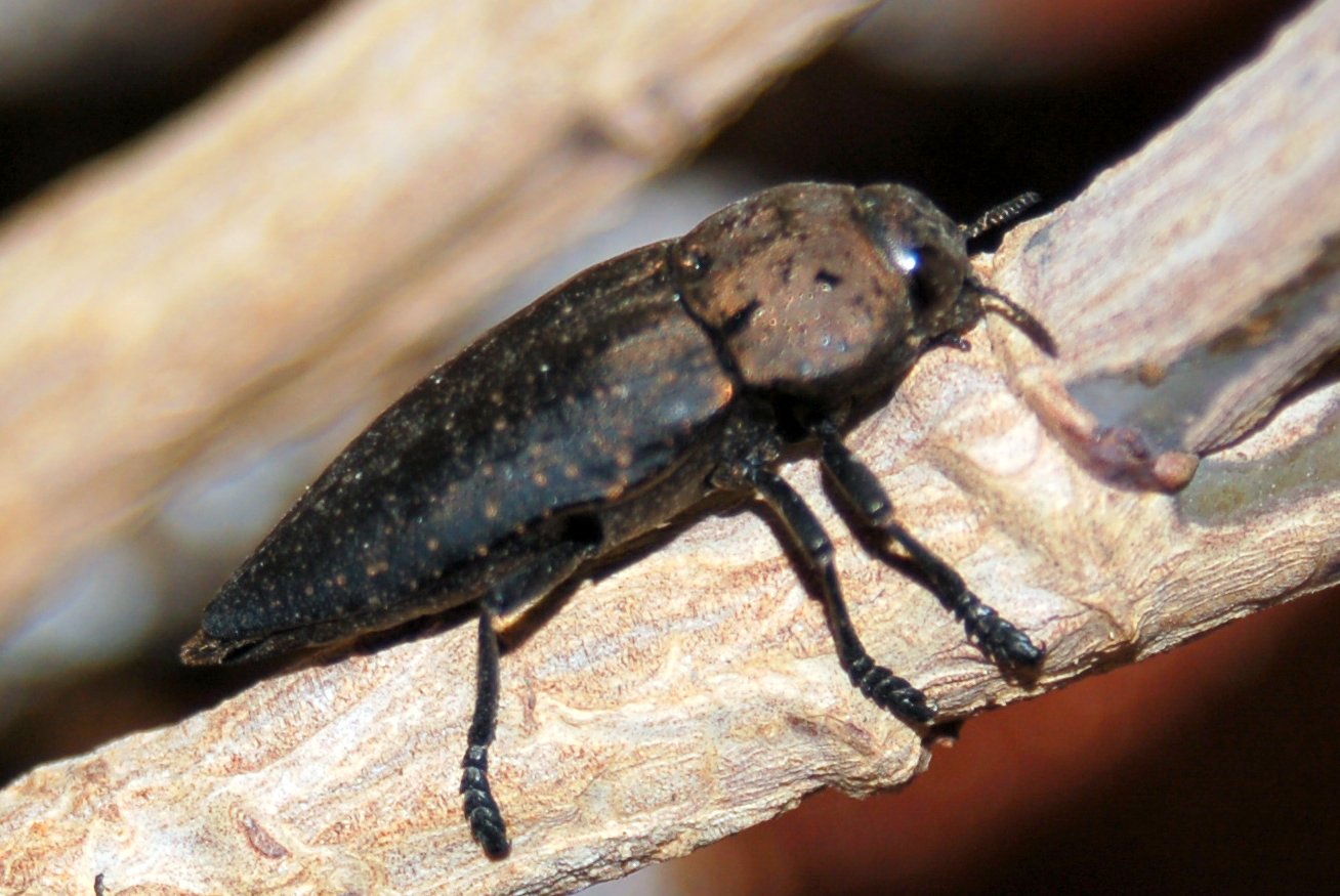 Coleottero da identificare: Capnodis tenebricosa